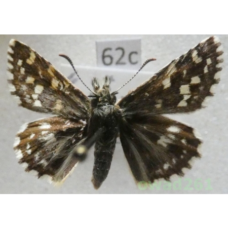 Pyrgus malvae (Linnaeus, 1758) Czech62c